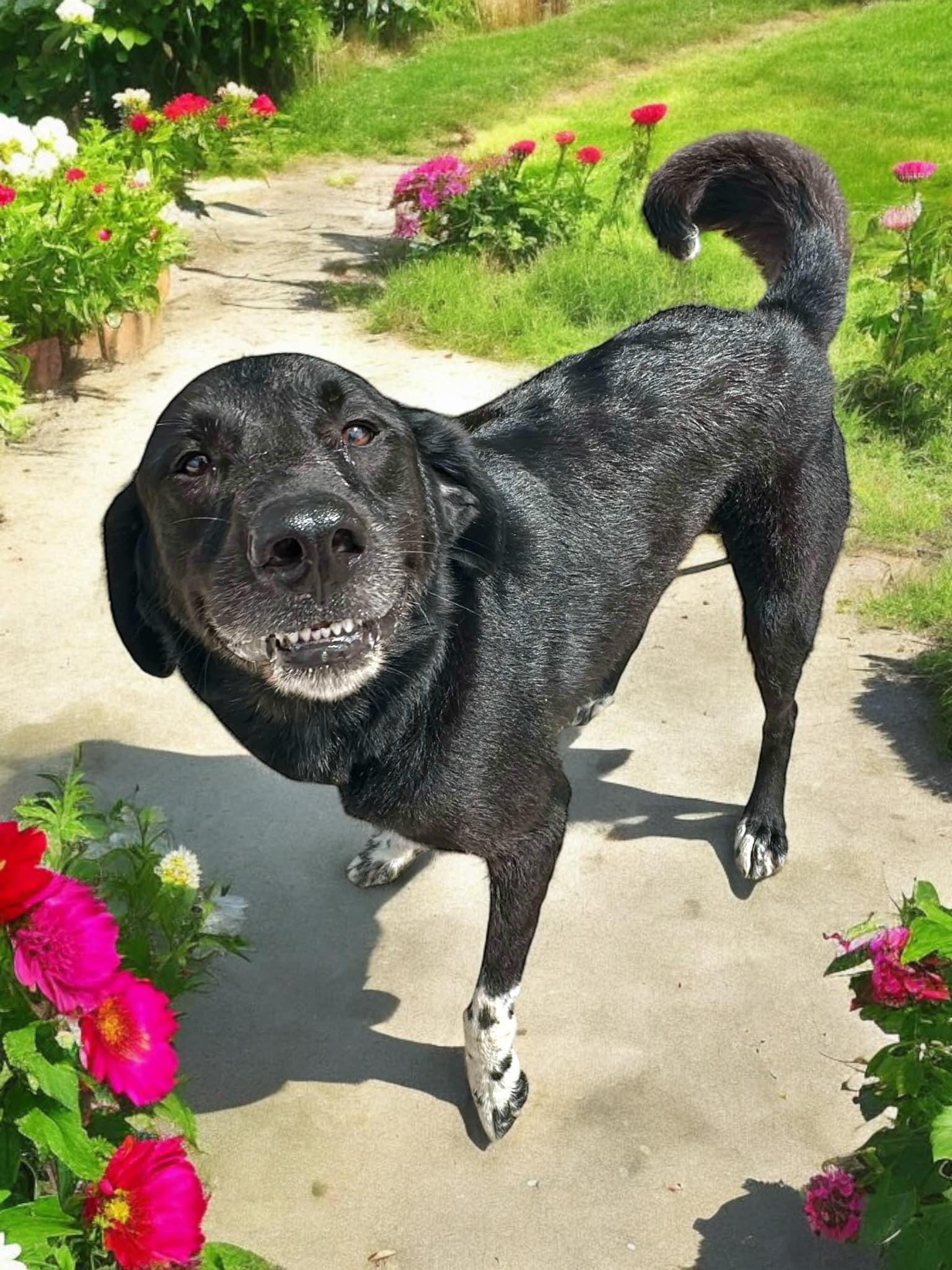 Dog for adoption Smokey, a Black Labrador Retriever & Border Collie