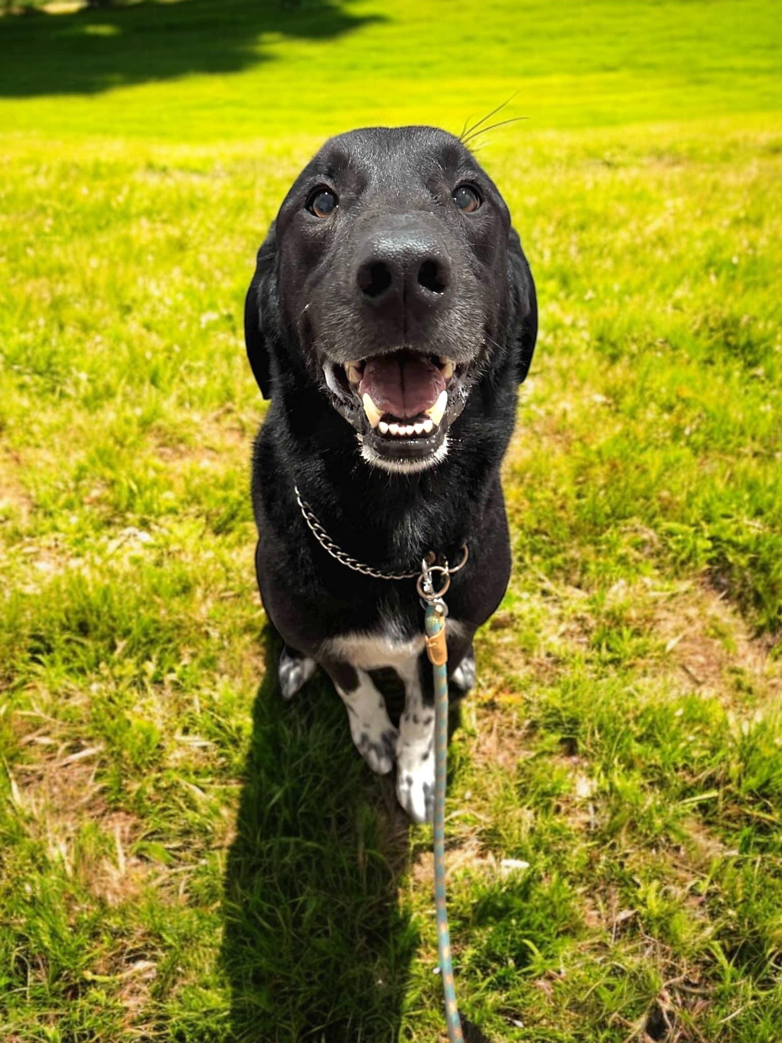 Dog for adoption Smokey, a Black Labrador Retriever & Border Collie