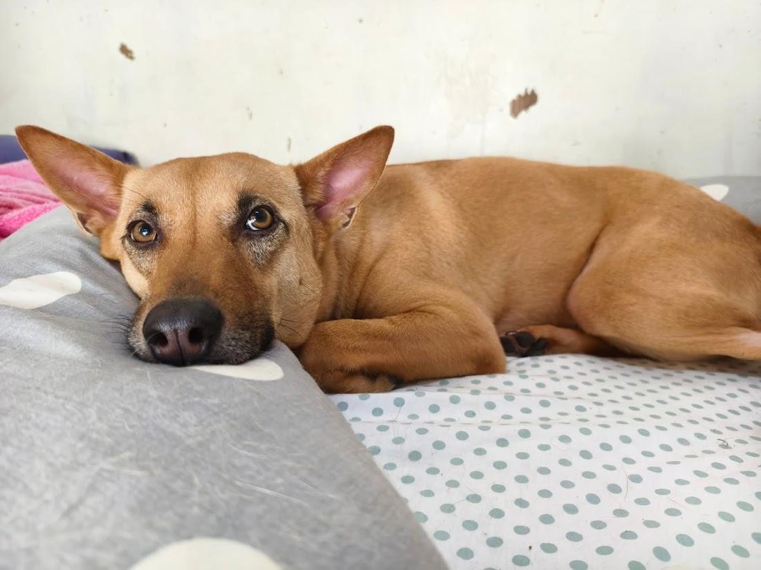 Elsa, Adoptable, Adult Female Mountain Dog.