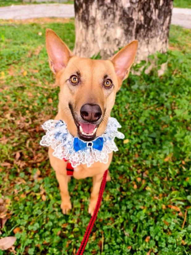 Elsa, a Adoptable Mountain Dog in Vancouver, BC image 4/6