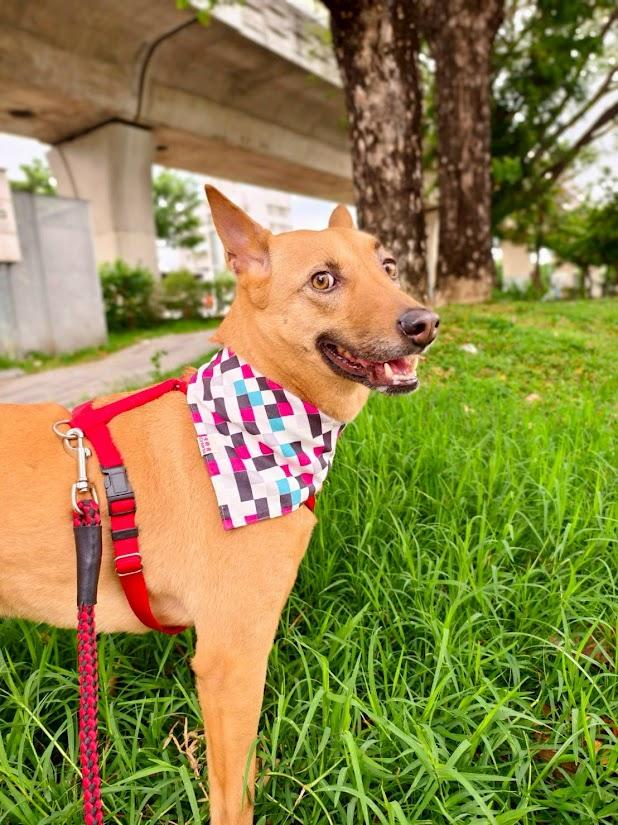 Elsa, a Adoptable Mountain Dog in Vancouver, BC image 5/6