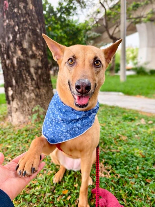 Elsa, a Adoptable Mountain Dog in Vancouver, BC image 6/6