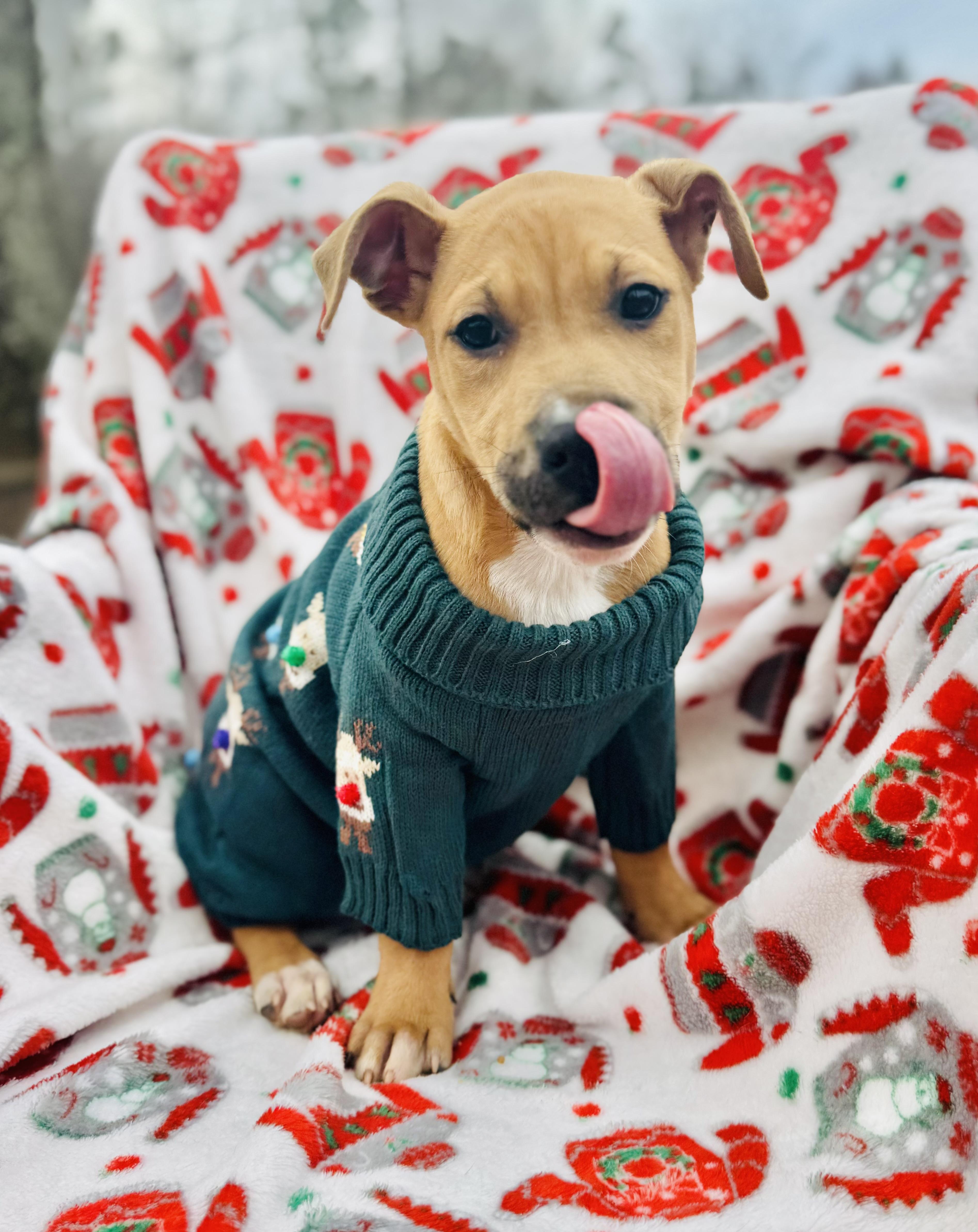 Enlarge Mini Bob, a ADOPTABLE mixed breed in Albemarle, NC image 2/2