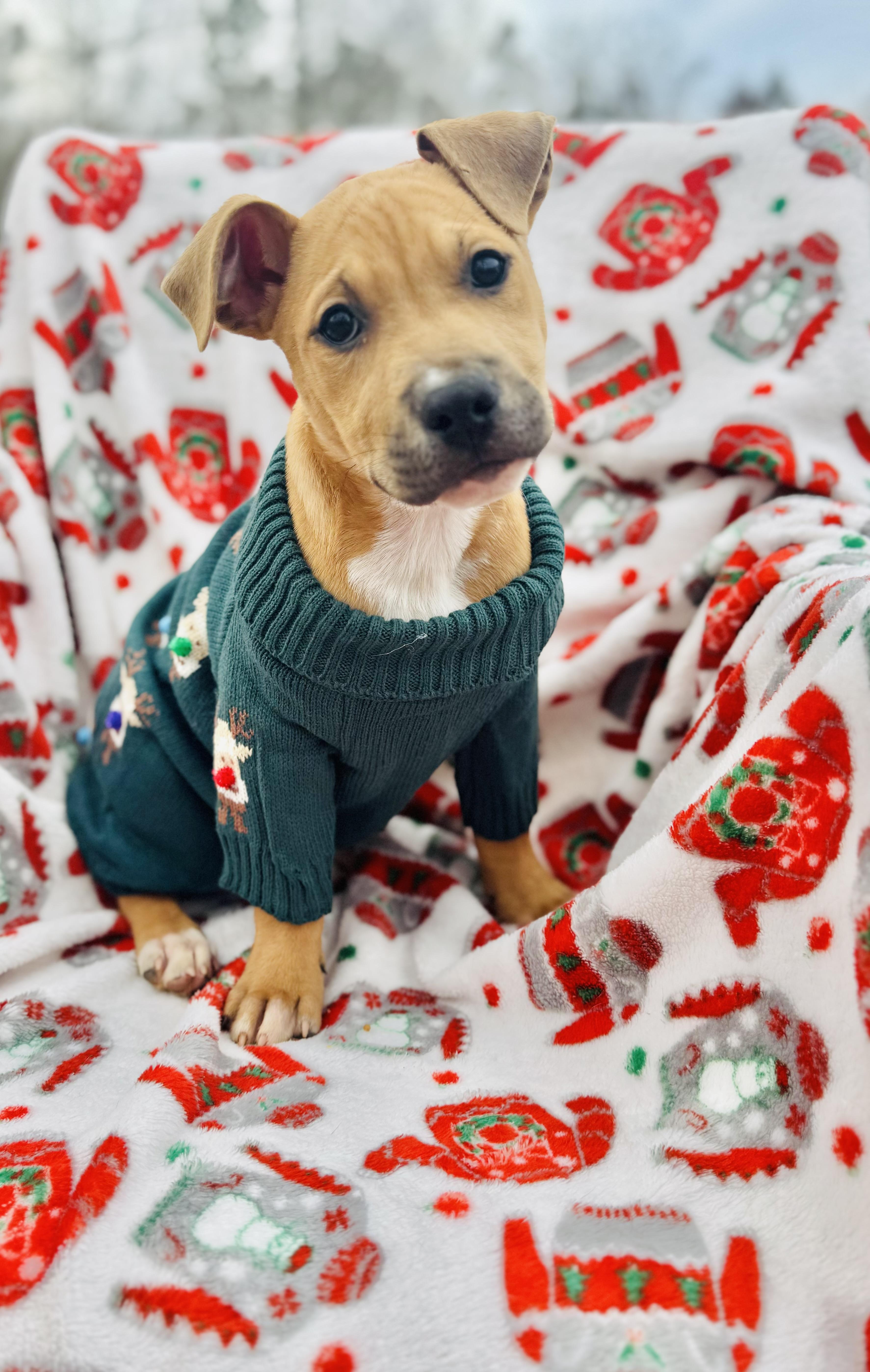 Enlarge Mini Bob, a ADOPTABLE mixed breed in Albemarle, NC image 1/2