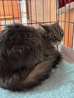 Elizabeth, Adoptable, Adult Female Domestic Long Hair & Domestic Medium Hair.