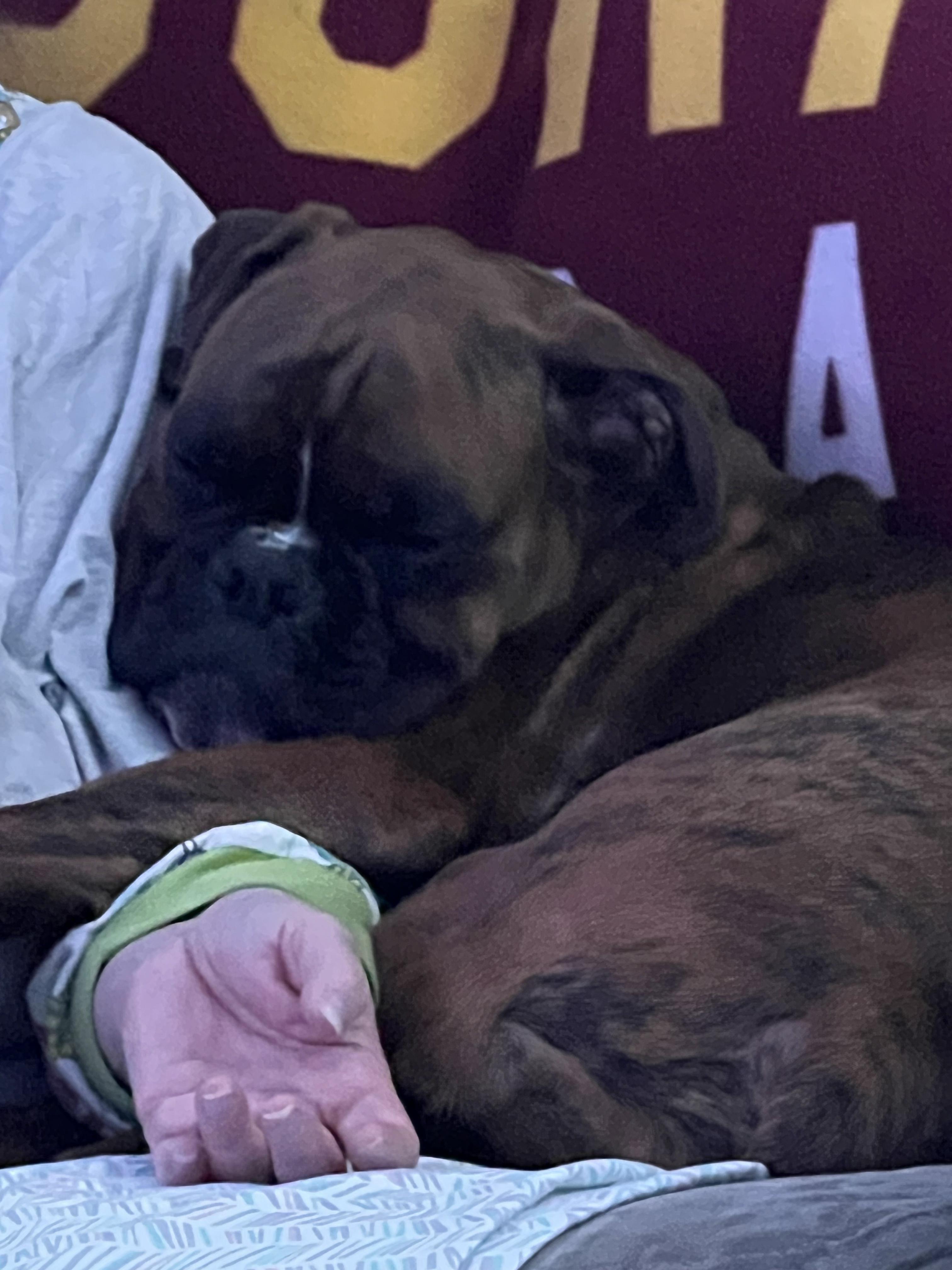 Enlarge Diego, a Adopted Boxer in Reston, VA image 2/5