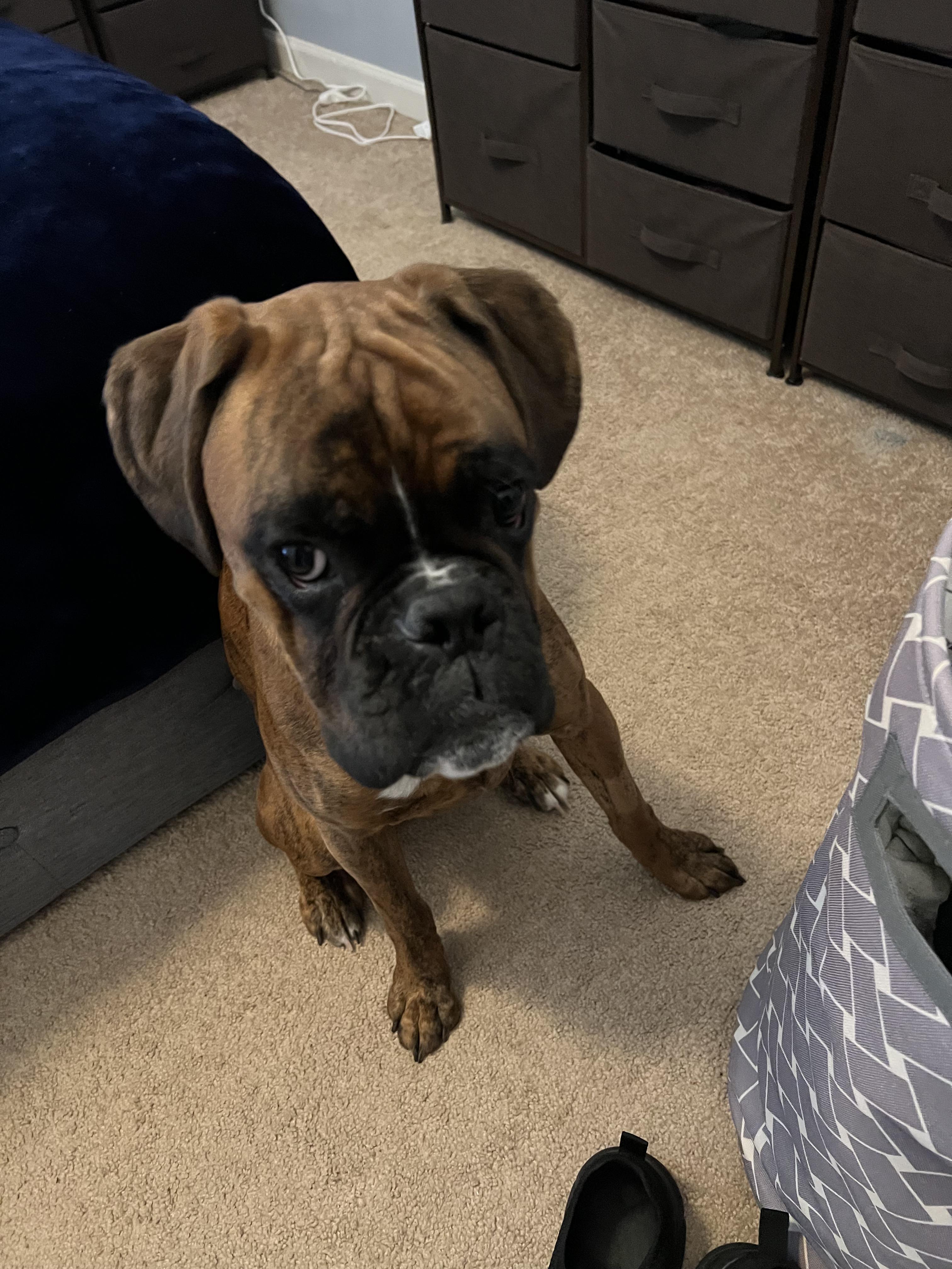 Enlarge Diego, a Adopted Boxer in Reston, VA image 1/5