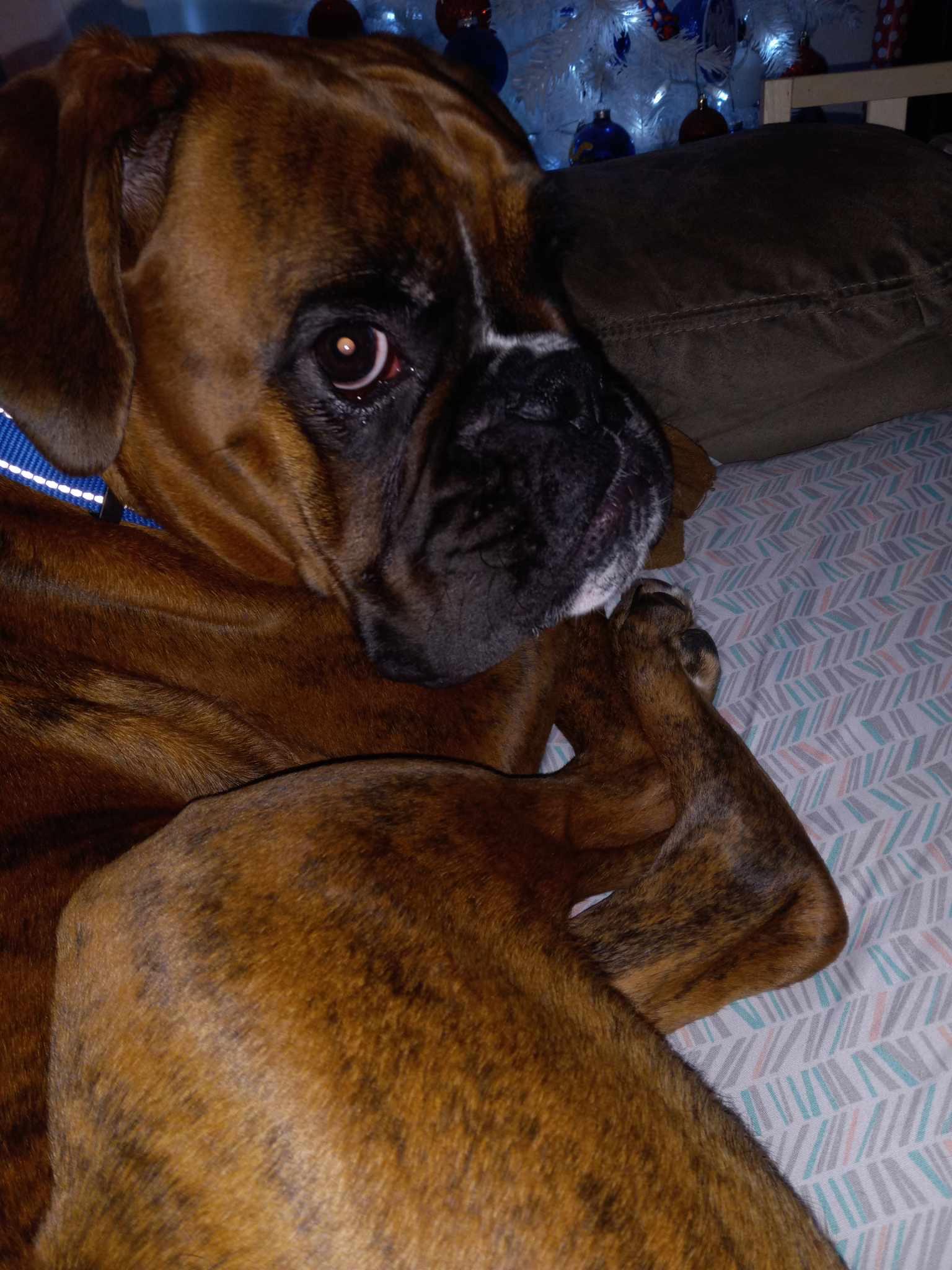 Enlarge Diego, a Adopted Boxer in Reston, VA image 5/5