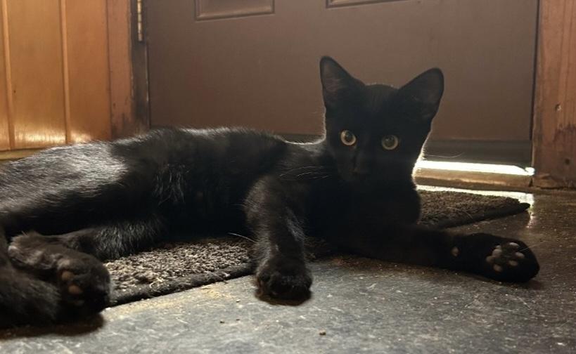 Beans - handsome sweet boy ready for his forever home!