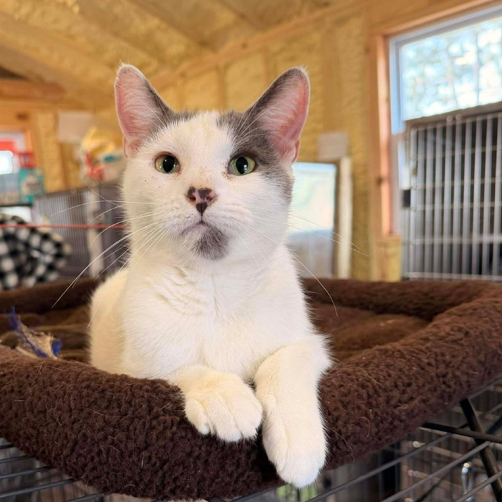 Kalliopi, Adoptable, Adult Female Domestic Short Hair.