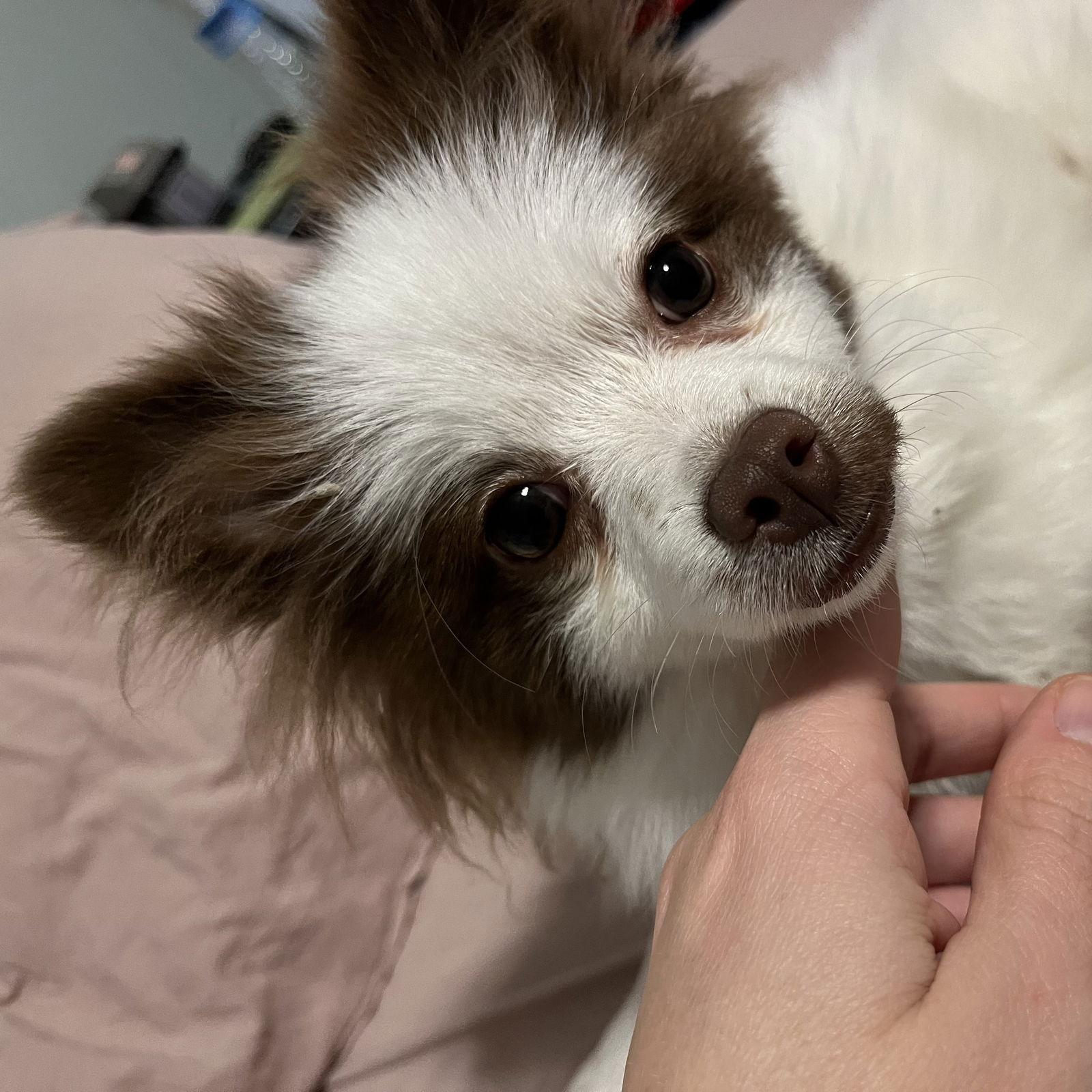 Willow Piper, Adopted, Puppy Female Pomeranian.