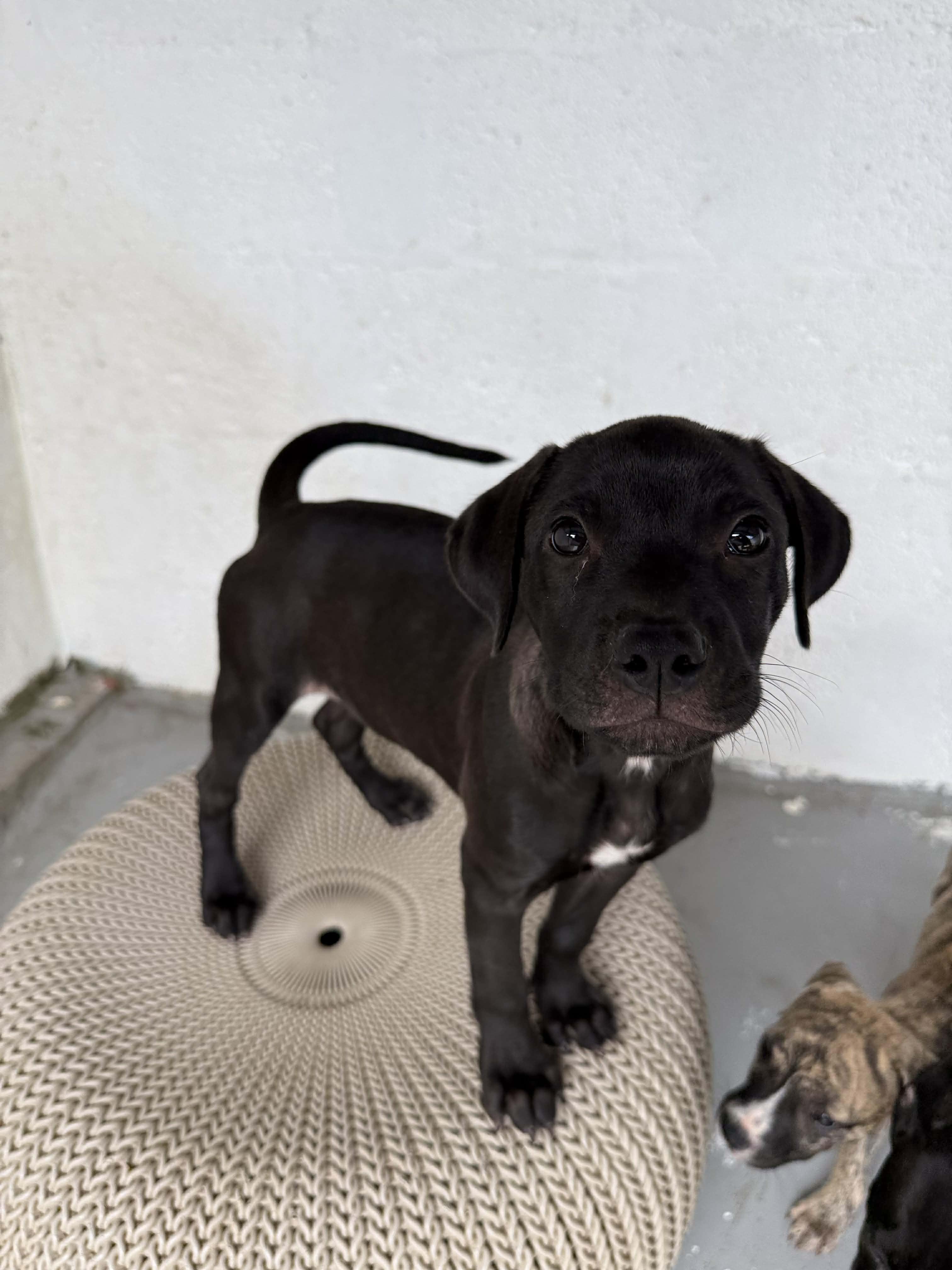 Roxy, a Adoptable mixed breed in Portland, ME image 6/6