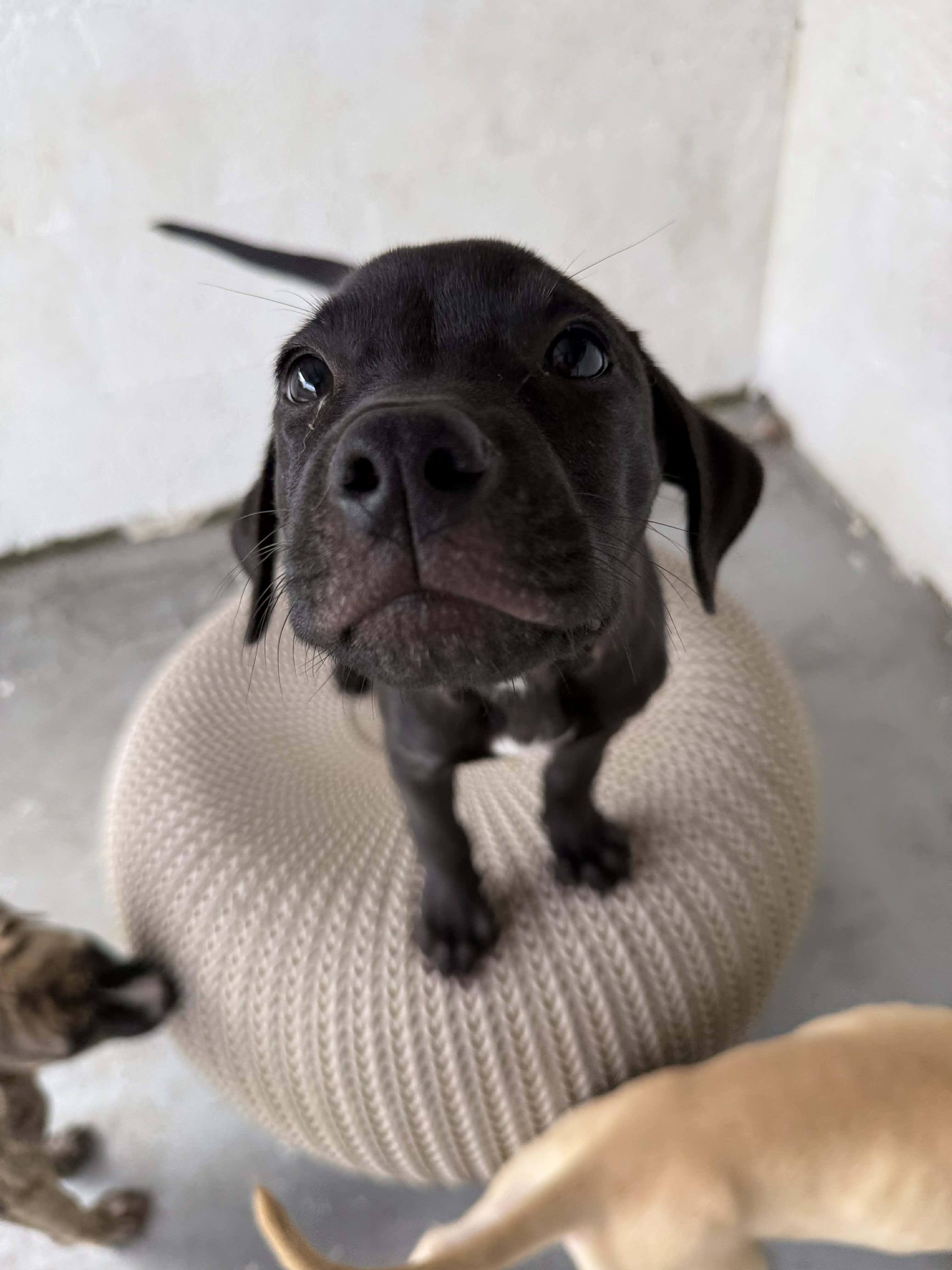 Roxy, a Adoptable mixed breed in Portland, ME image 2/6