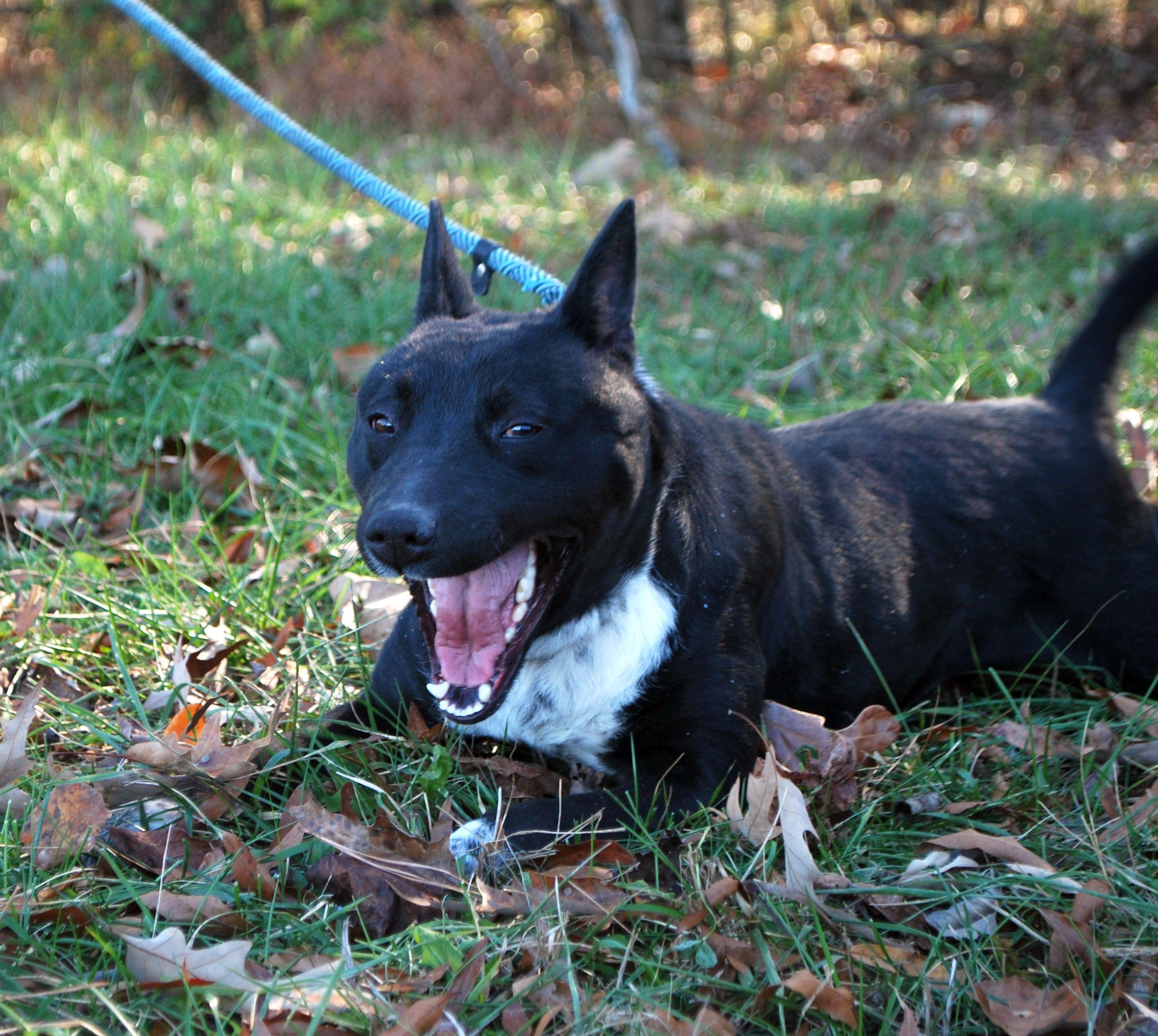 Fitz, a Adoptable mixed breed in manchester, TN image 5/5