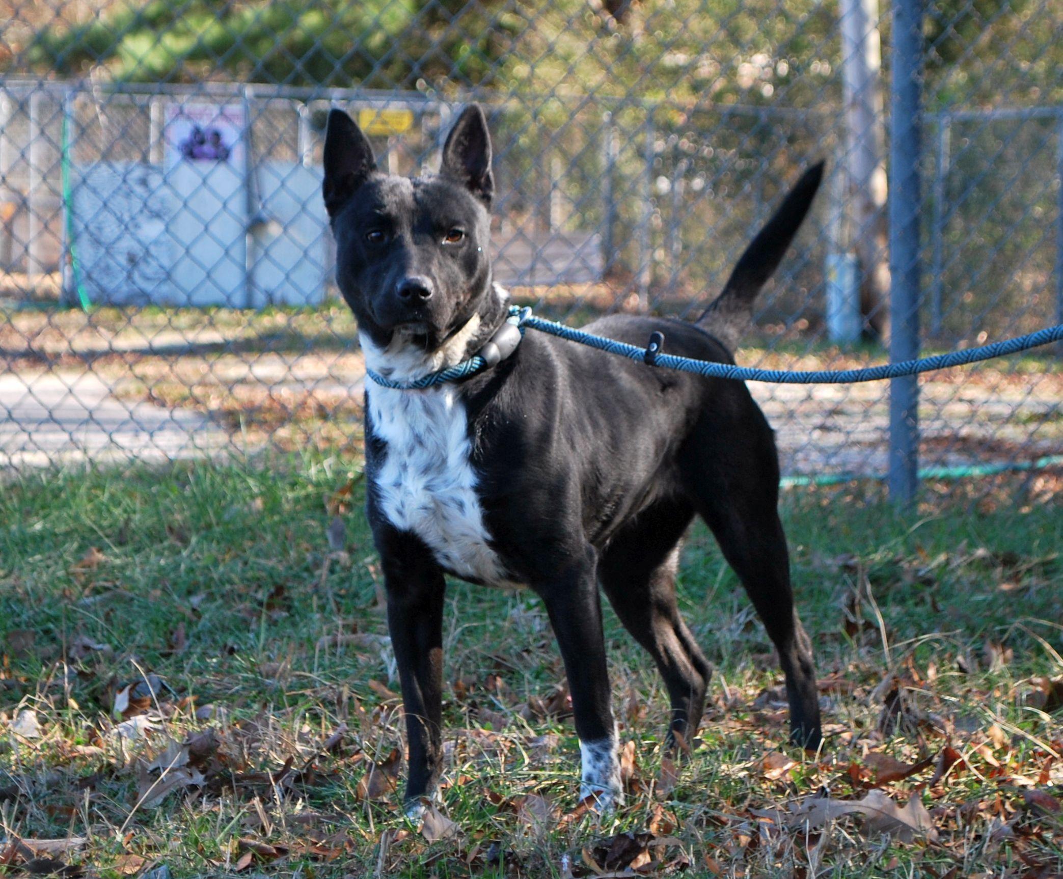 Fitz, a Adoptable mixed breed in manchester, TN image 2/5