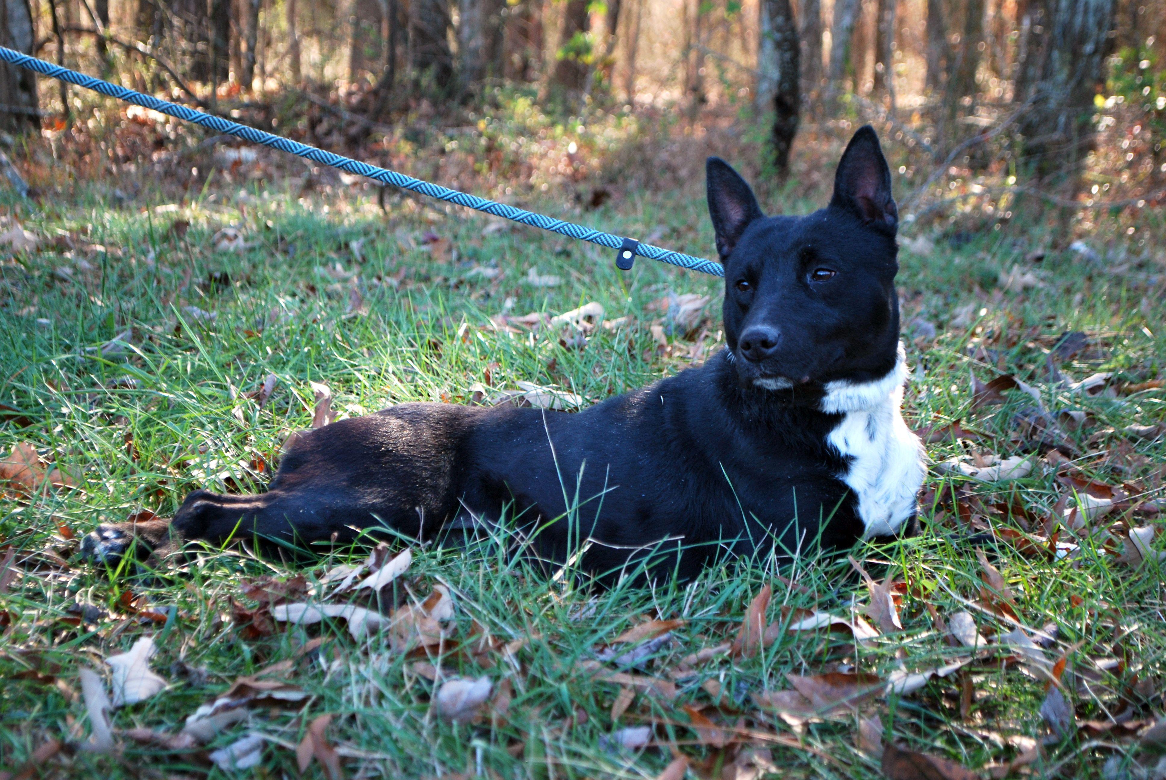Fitz, Adoptable, Adult Female Australian Cattle Dog / Blue Heeler & Terrier.