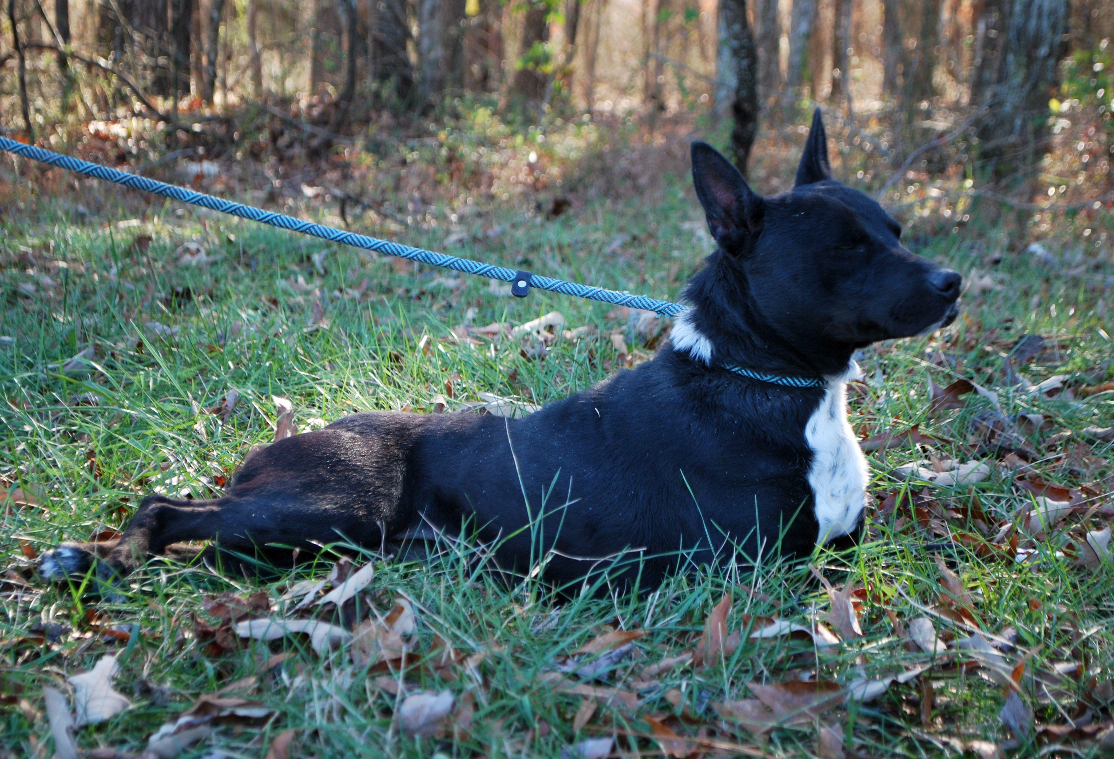Fitz, a Adoptable mixed breed in manchester, TN image 3/5