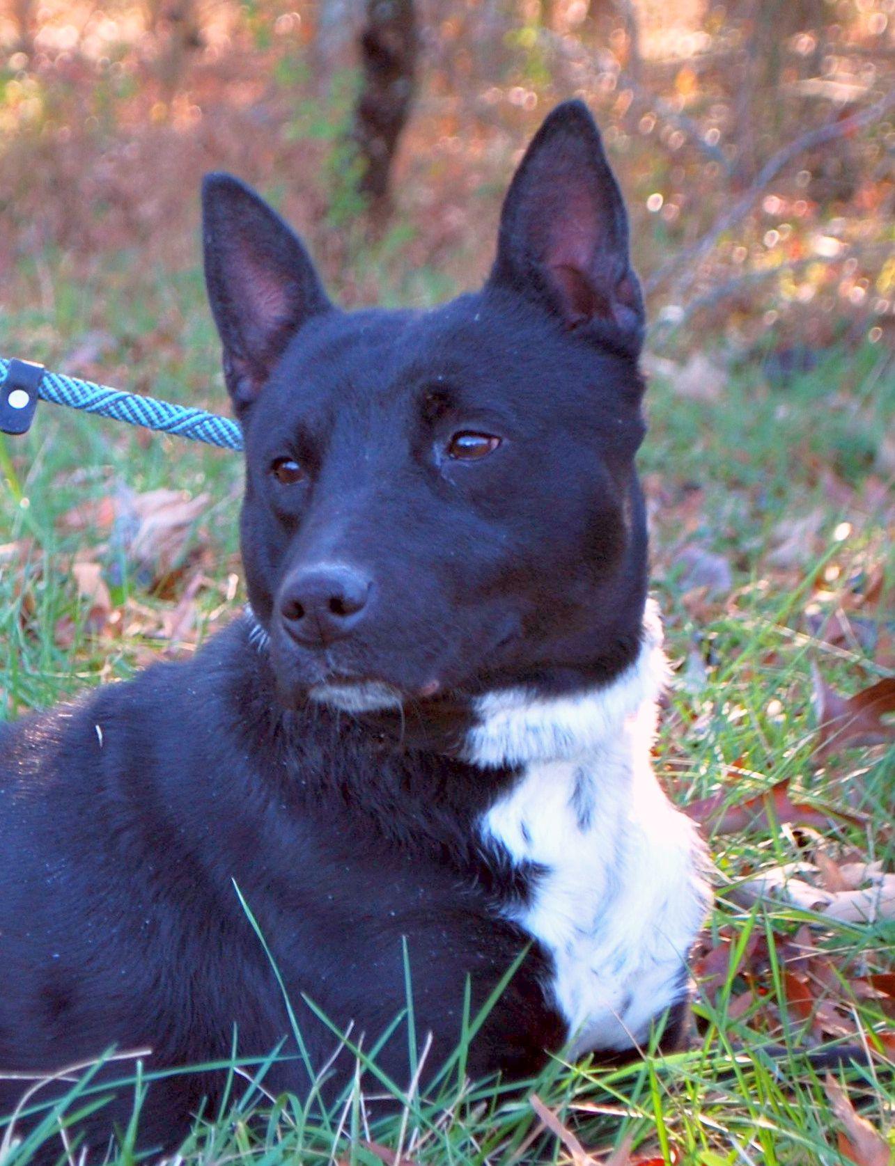 Fitz, a Adoptable mixed breed in manchester, TN image 1/5