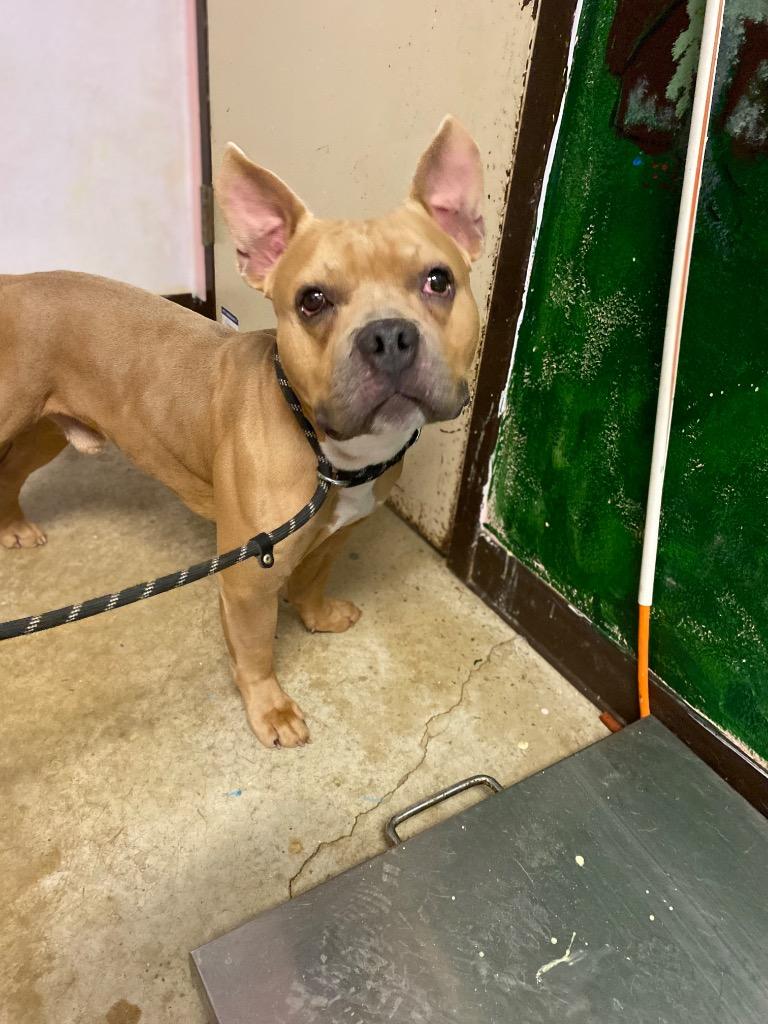 Stop Sign, Adoptable, Young Male American Bulldog.