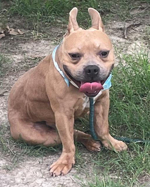 Stop Sign, a Adoptable American Bulldog in New Braunfels, TX image 2/6