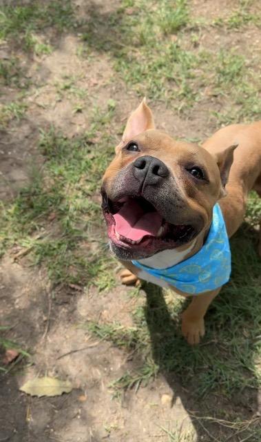 Stop Sign, a Adoptable American Bulldog in New Braunfels, TX image 3/6