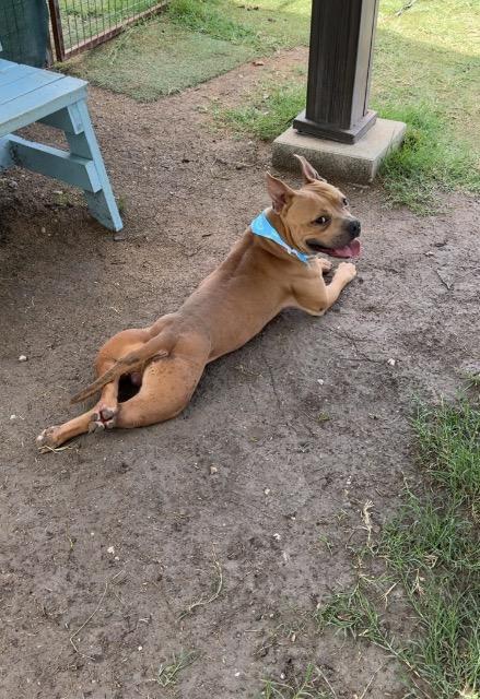 Stop Sign, a Adoptable American Bulldog in New Braunfels, TX image 4/6