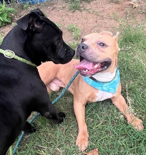Stop Sign, a Adoptable American Bulldog in New Braunfels, TX image 6/6