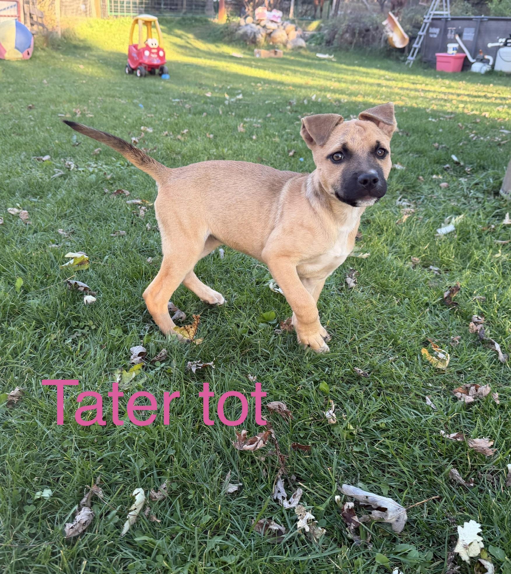 Enlarge Tater tot, a Adoptable mixed breed in Davisburg, MI image 2/2