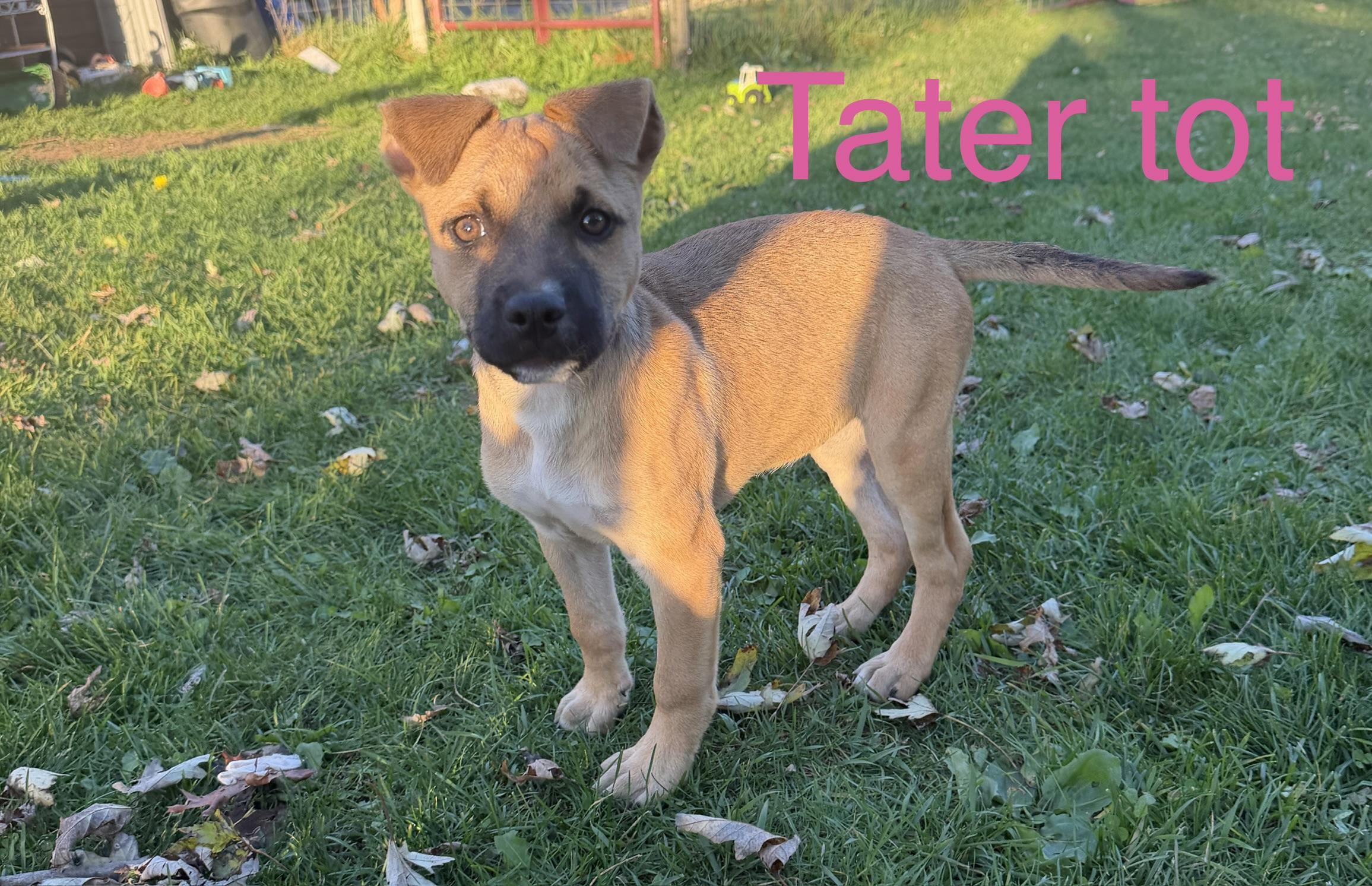 Enlarge Tater tot, a Adoptable mixed breed in Davisburg, MI image 1/2