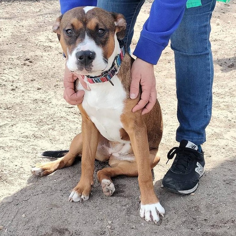 Enlarge Blossom, an adopted mixed breed in AQUEBOGUE, NY image 1/1