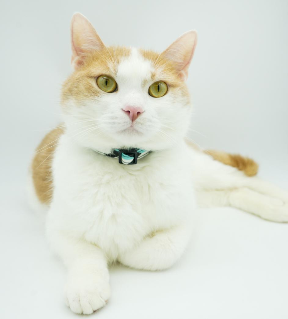 Tiger is terrrifffficcc!!  ULTIMATE THERAPY CAT he even smiles - more video on request - EPIC LOVER