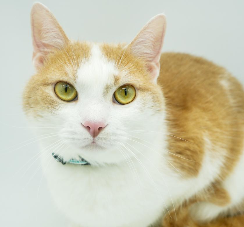 Tiger is terrrifffficcc!!  ULTIMATE THERAPY CAT he even smiles - more video on request - EPIC LOVER