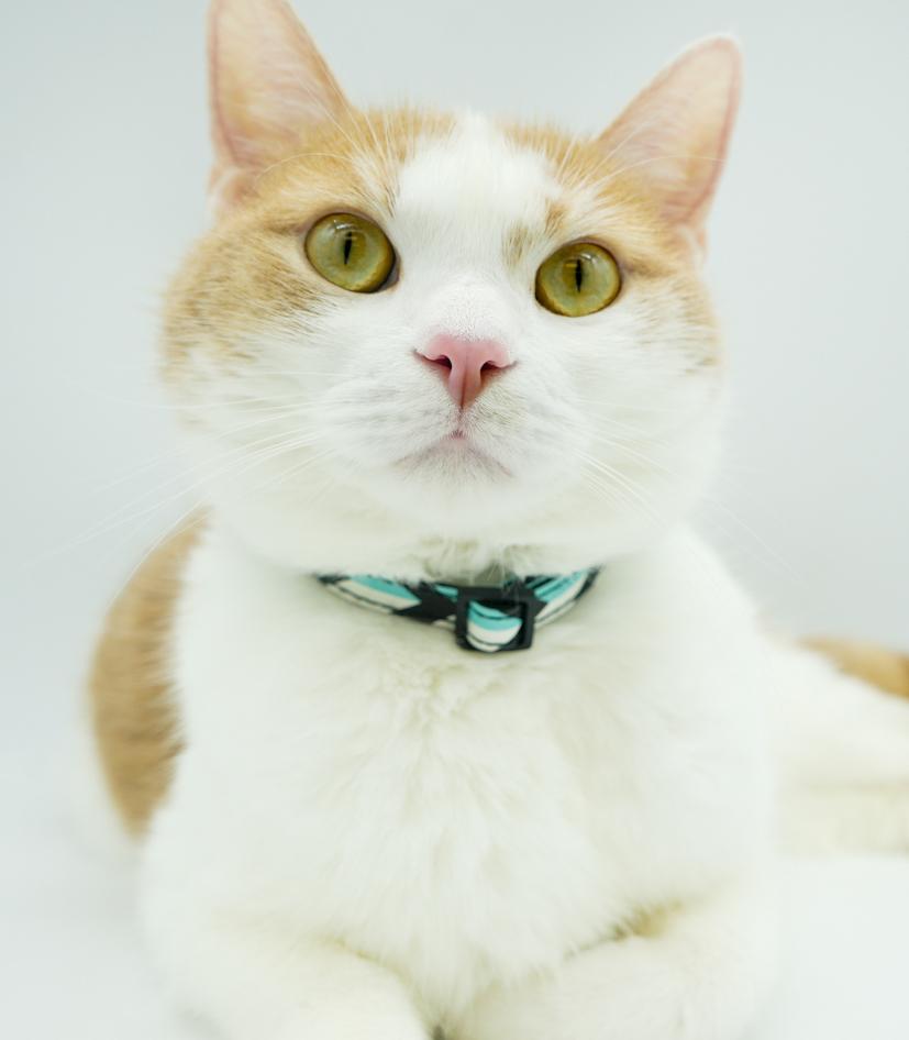 Tiger is terrrifffficcc!!  ULTIMATE THERAPY CAT he even smiles - more video on request - EPIC LOVER