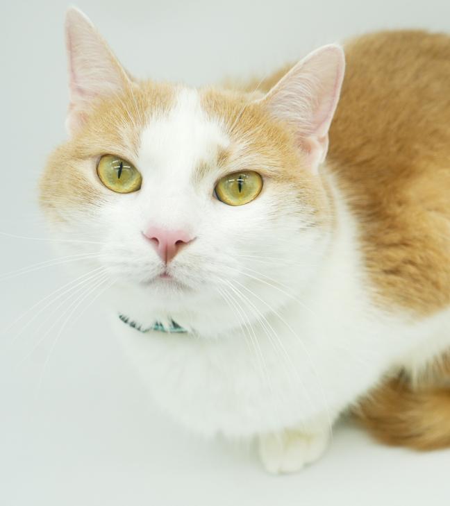 Tiger is terrrifffficcc!!  ULTIMATE THERAPY CAT he even smiles - more video on request - EPIC LOVER