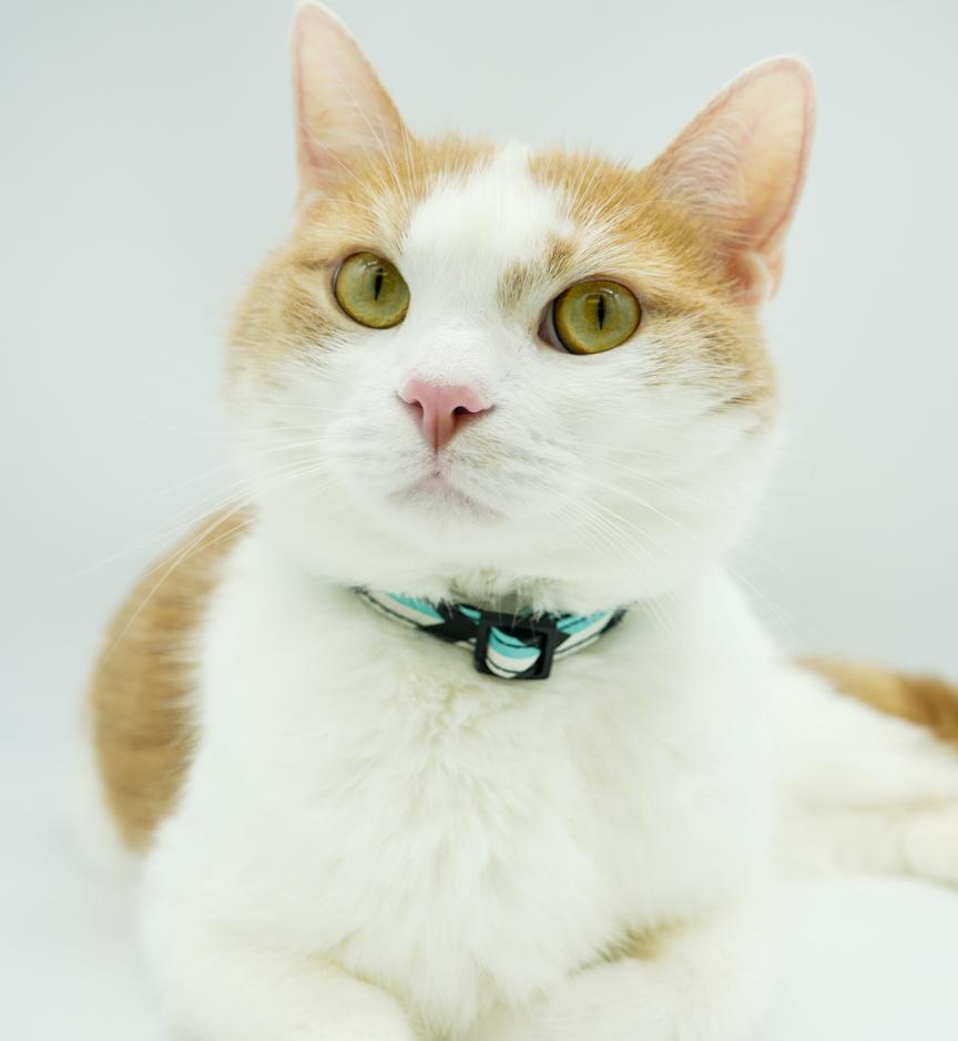 Tiger is terrrifffficcc!!  ULTIMATE THERAPY CAT he even smiles - more video on request - EPIC LOVER