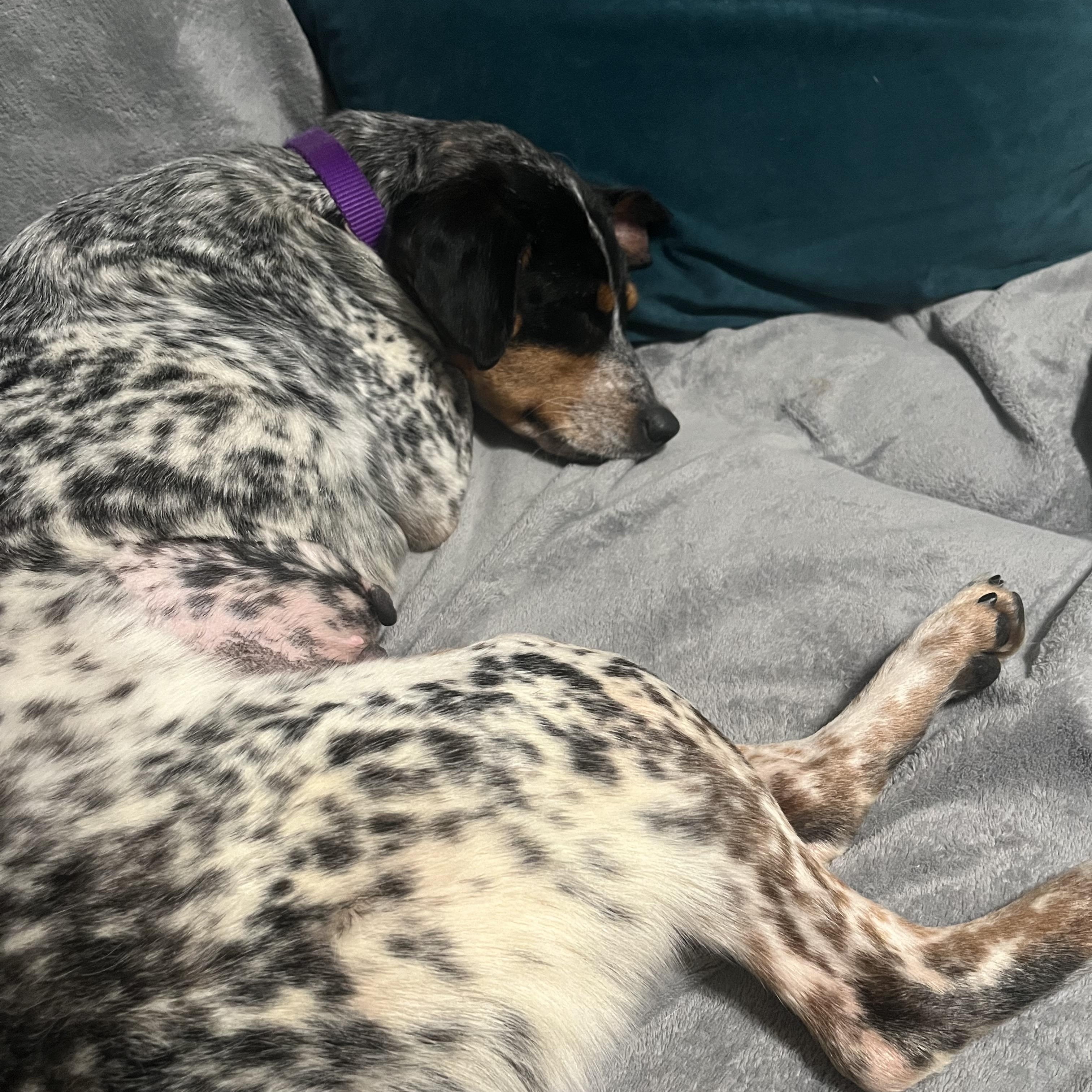 Enlarge Marnie, a ADOPTABLE mixed breed in Atlanta, GA image 2/3