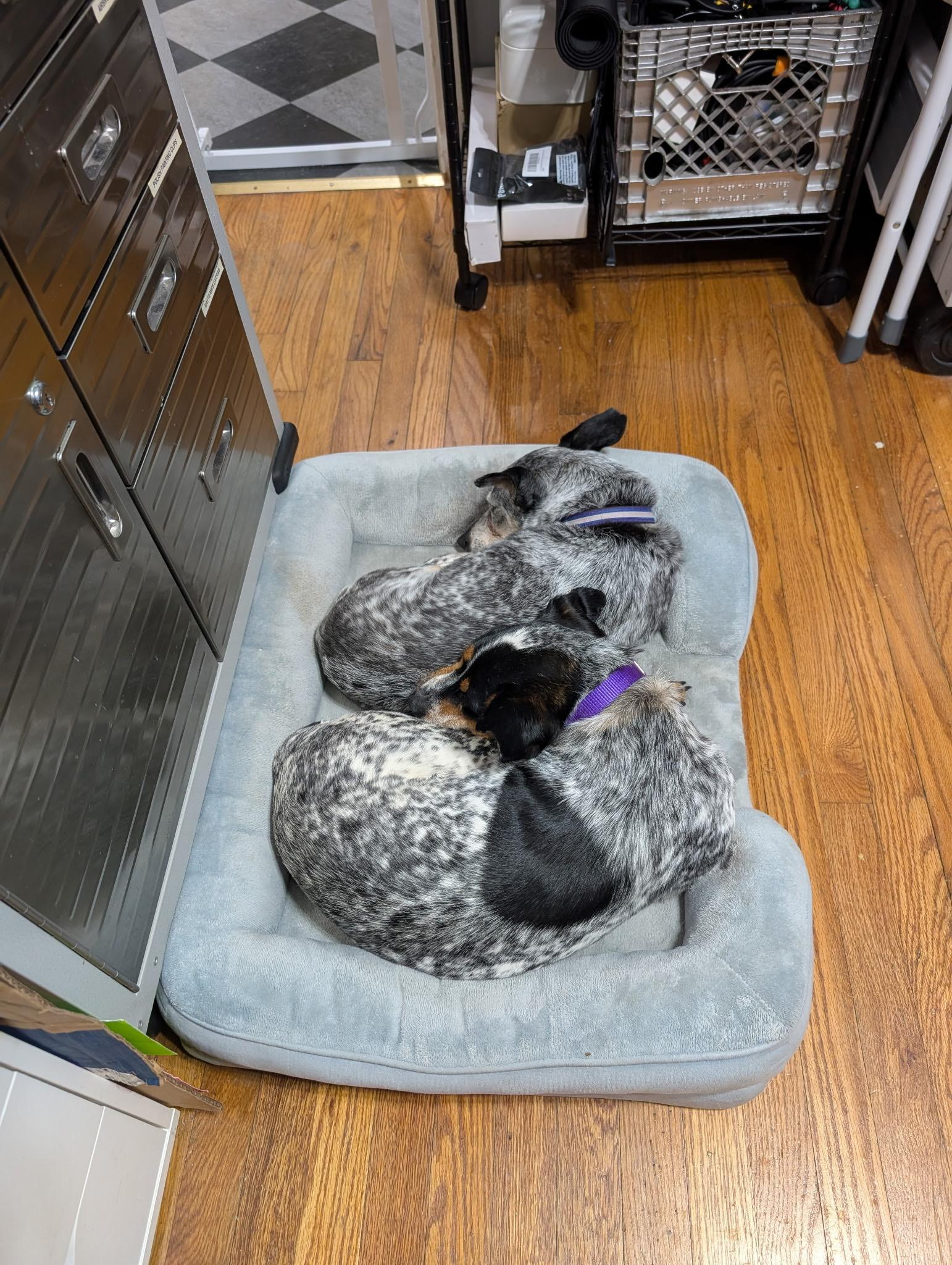 Enlarge Marnie, a ADOPTABLE mixed breed in Atlanta, GA image 3/3