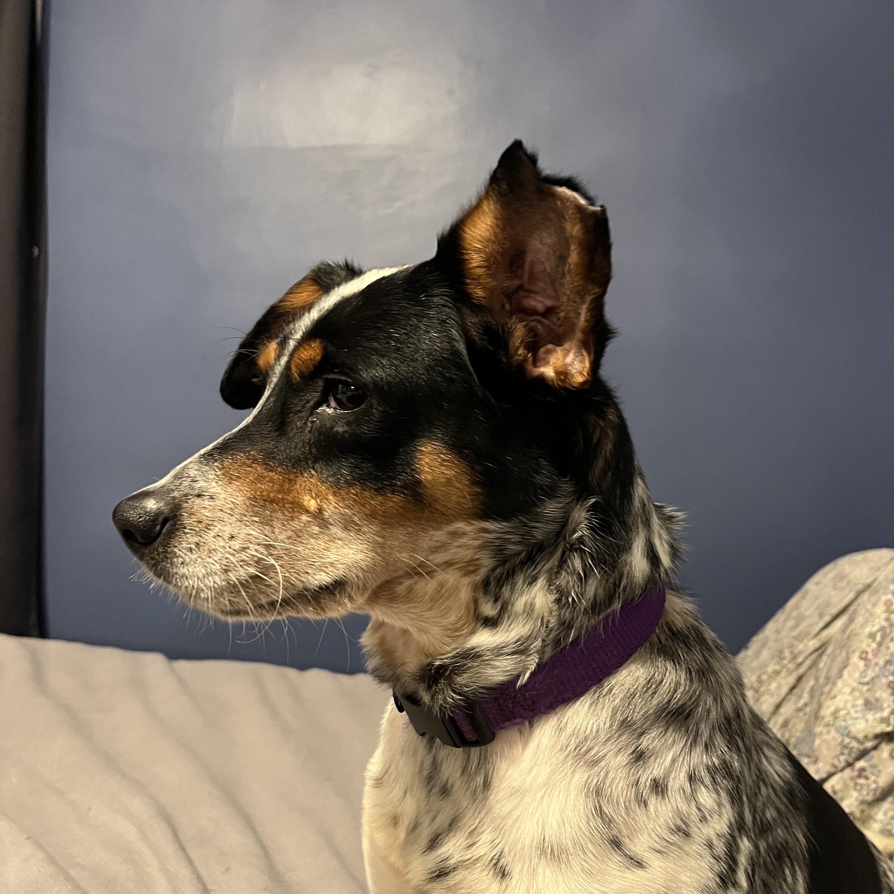 Enlarge Marnie, a ADOPTABLE mixed breed in Atlanta, GA image 1/3