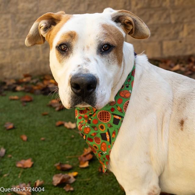 QUENTIN, Adoptable, Young Male Pit Bull Terrier.