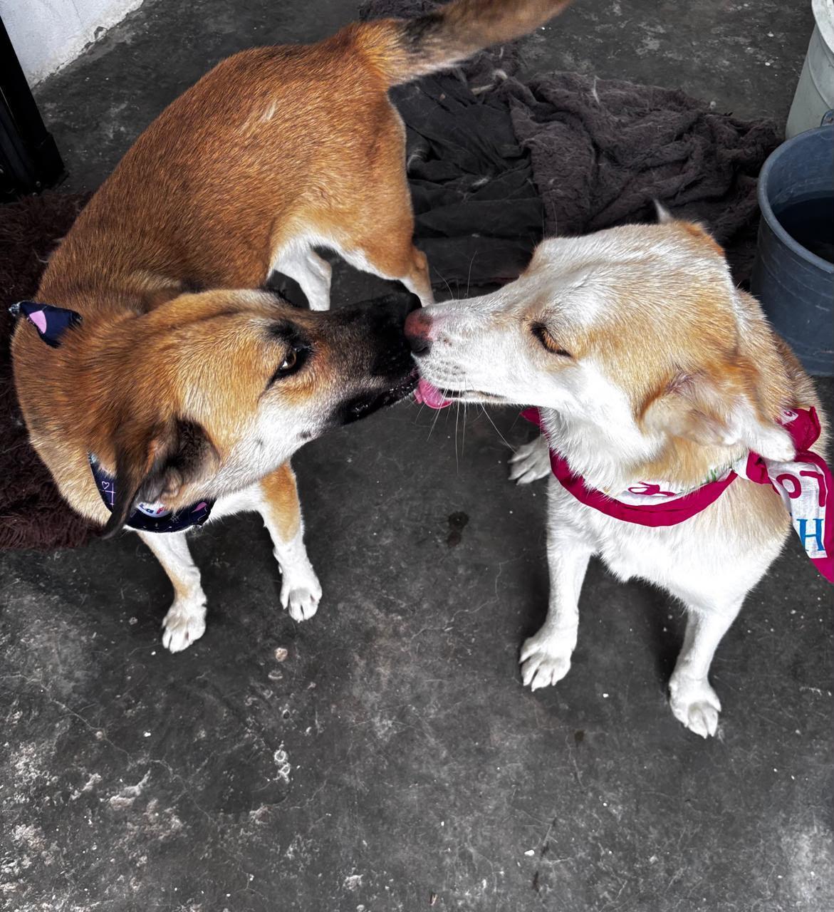 Enlarge Gala, a ADOPTABLE mixed breed in Sherwood, OR image 2/6