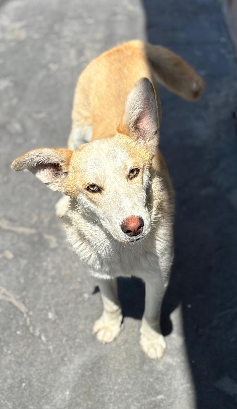 Enlarge Gala, a ADOPTABLE mixed breed in Sherwood, OR image 3/6