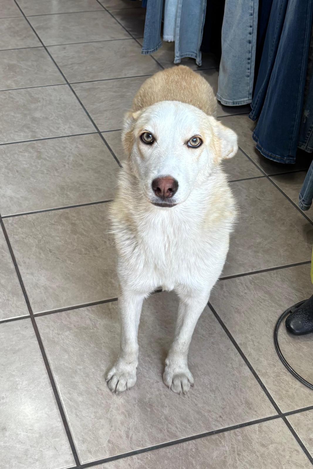Enlarge Gala, a ADOPTABLE mixed breed in Sherwood, OR image 5/6