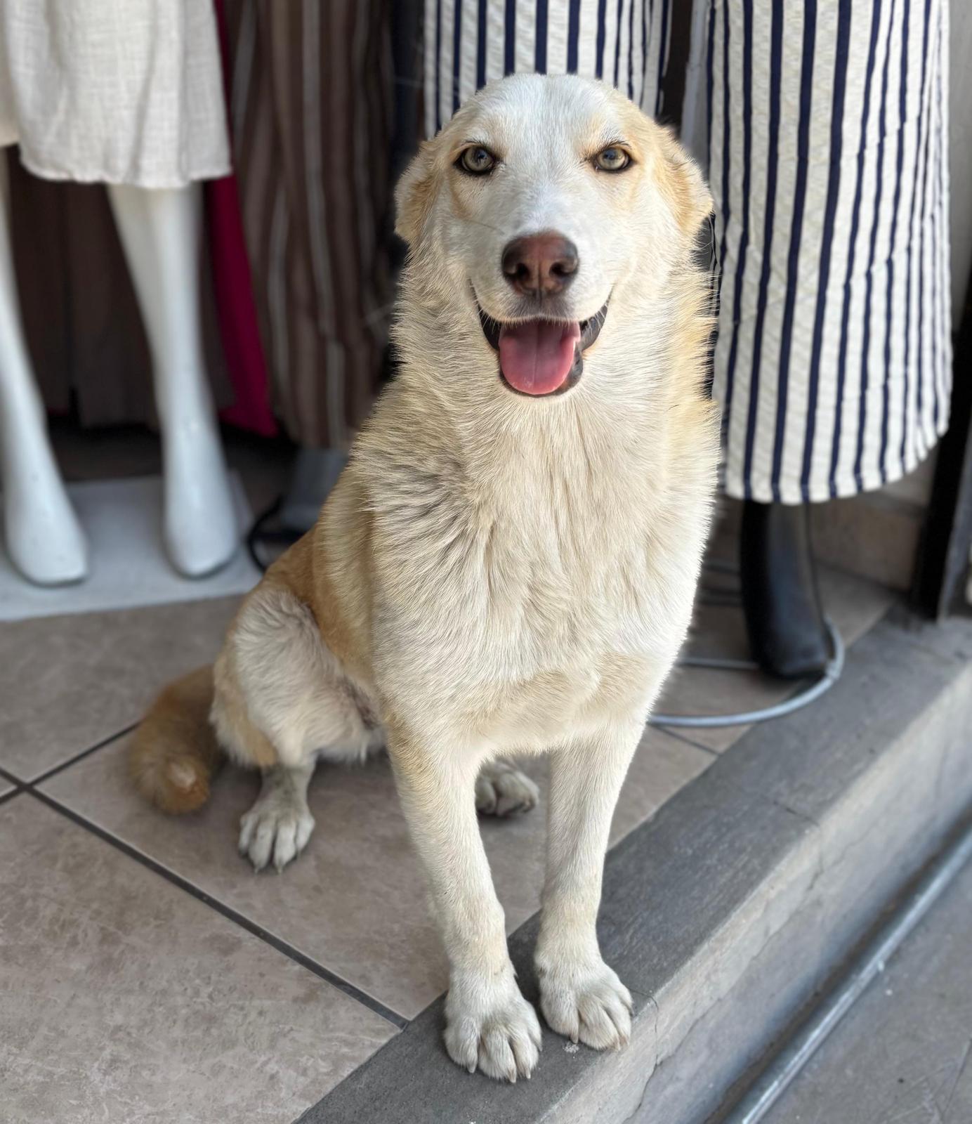 Gala, ADOPTABLE, Puppy Female Shepherd.