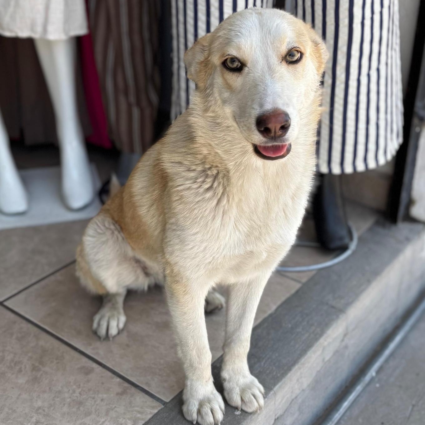 Enlarge Gala, a ADOPTABLE mixed breed in Sherwood, OR image 4/6