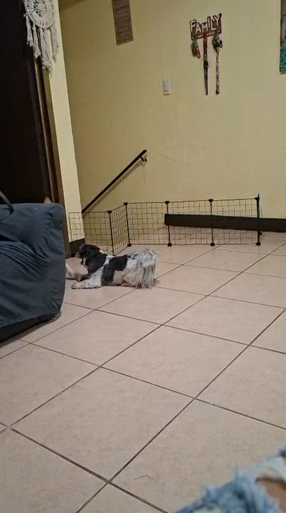 Enlarge Gala, a ADOPTABLE mixed breed in Sherwood, OR video 6/6