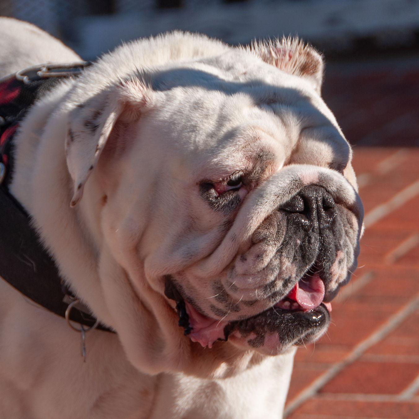 Mack, a Adoptable English Bulldog in San Jose, CA image 1/3