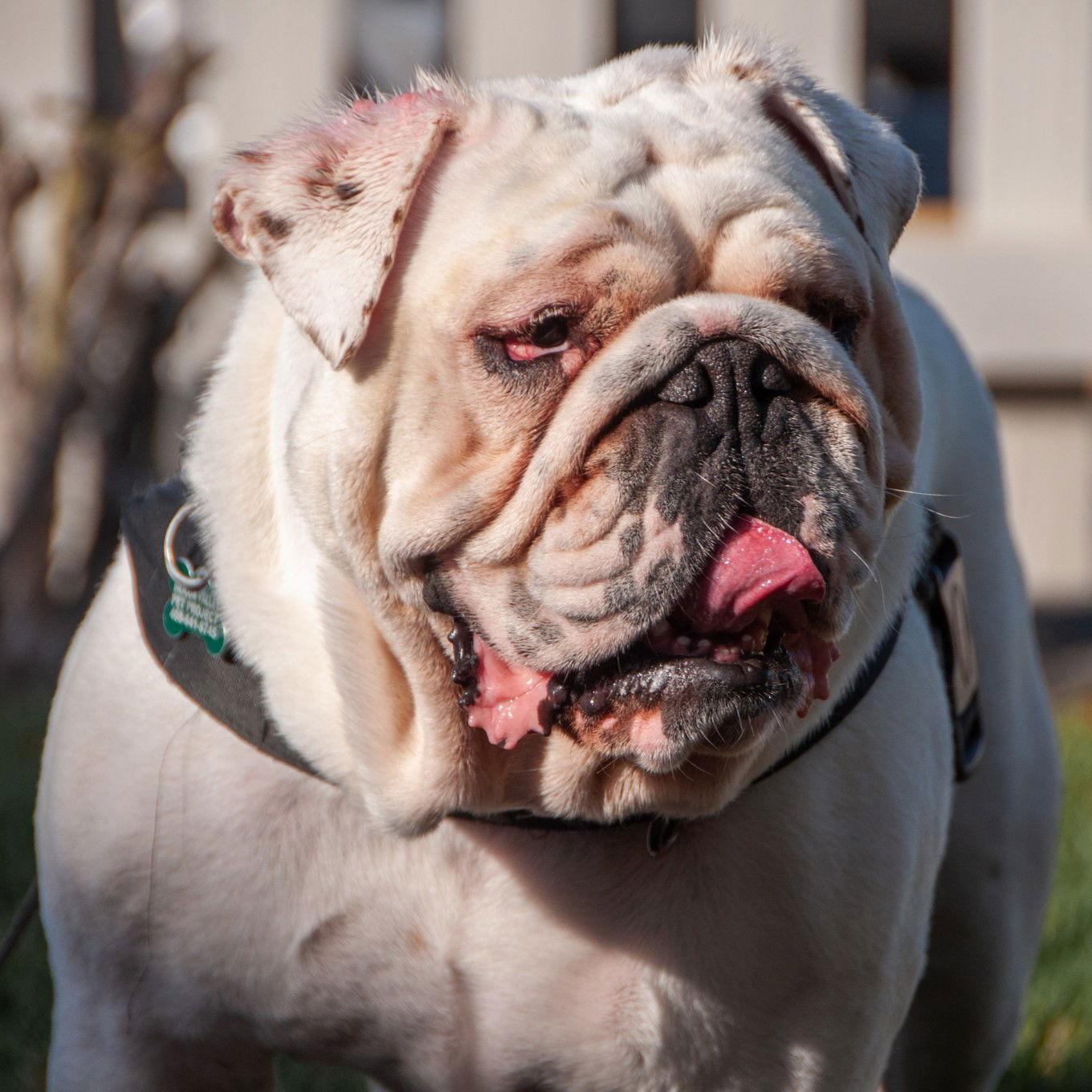 Enlarge Mack, a Adoptable English Bulldog in San Jose, CA image 1/3