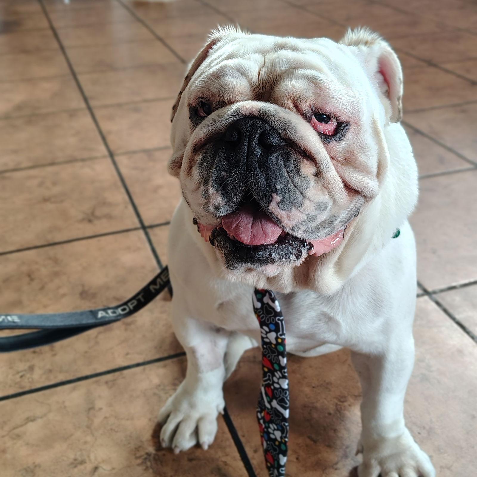 Mack, Adoptable, Adult Male English Bulldog.