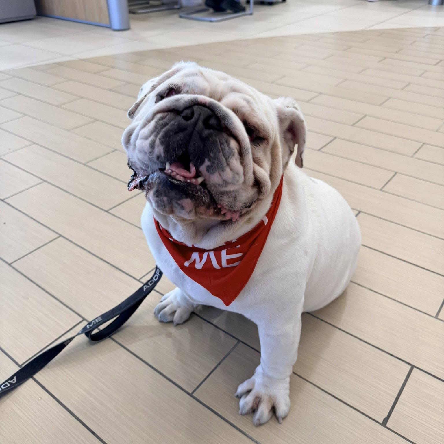 Mack, a Adoptable English Bulldog in San Jose, CA image 1/3