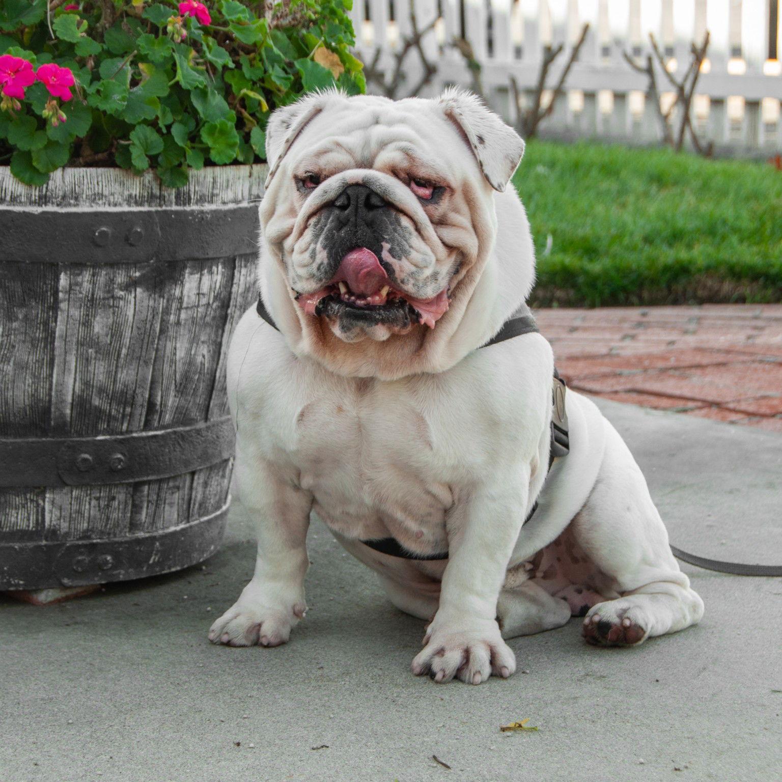Enlarge Mack, a Adoptable English Bulldog in San Jose, CA image 2/3